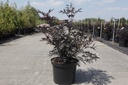 Sambucus nigra BLACK LACE (PBR) cont. 10L 60-80 cm +p