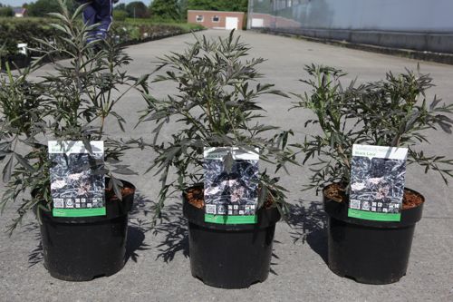 Sambucus nigra BLACK LACE (PBR) cont. 3,6L 30-40 cm +B