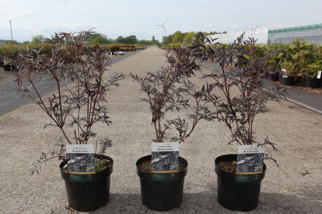 Sambucus nigra BLACK LACE (PBR) cont. 3,6L 30-40 cm +p