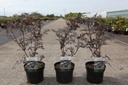 Sambucus nigra BLACK LACE (PBR) cont. 3,6L 30-40 cm +ф