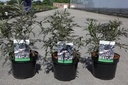 Sambucus nigra BLACK LACE (PBR) cont. 3,6L 30-40 cm +p