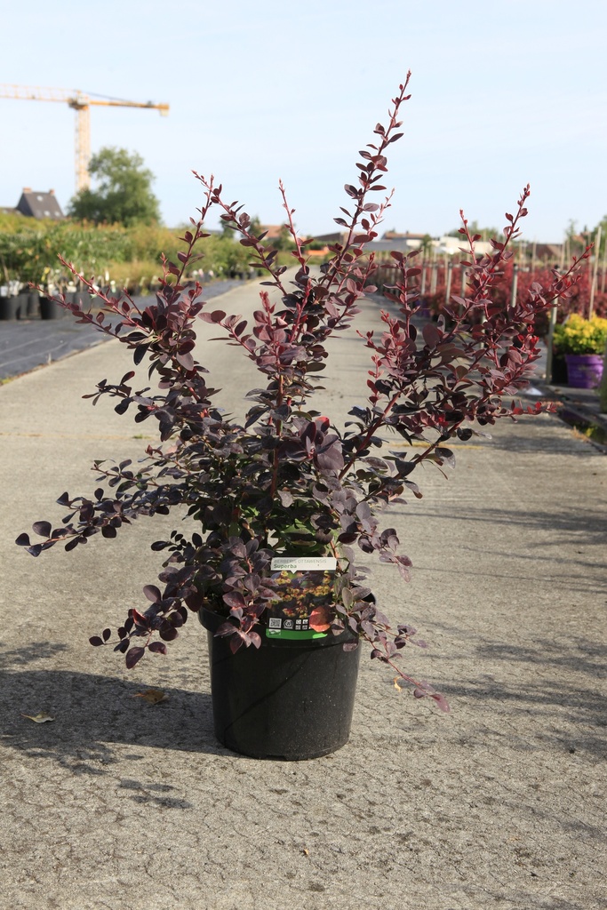 [P] Berberis ottawensis 'Superba' cont. 10L 80-100 cm +B