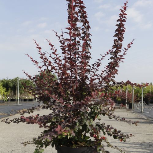 [P] Berberis ottawensis 'Superba' cont. 10L 80-100 cm +p