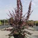 Berberis ottawensis 'Superba' cont. 10L 80-100 cm +ф