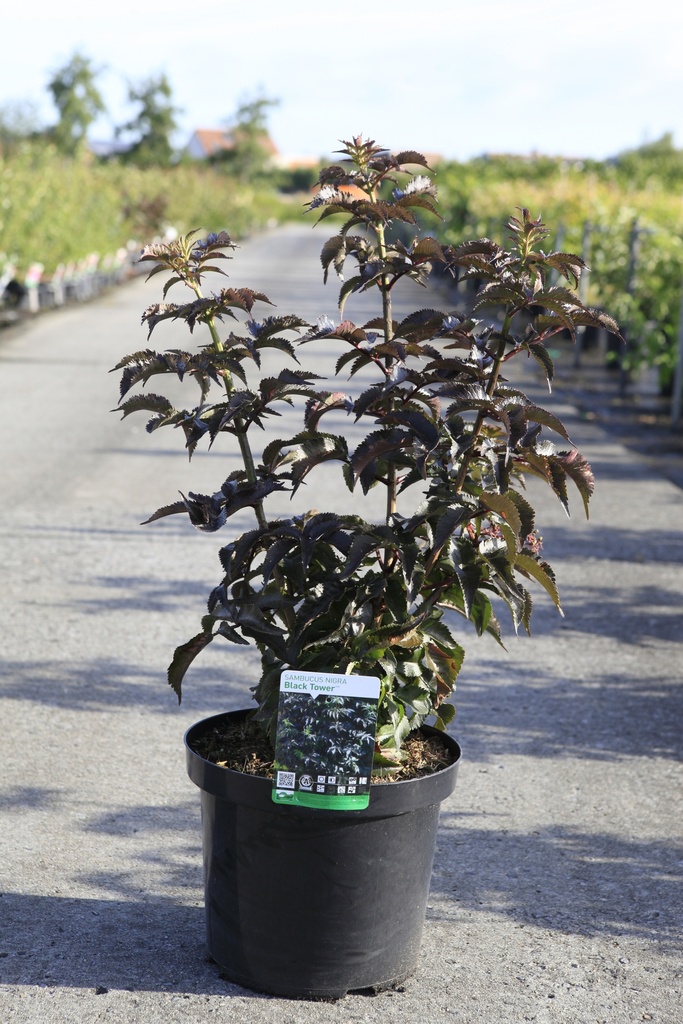 [P] Sambucus nigra BLACK TOWER (PBR) cont. 10L 80/+ cm +f
