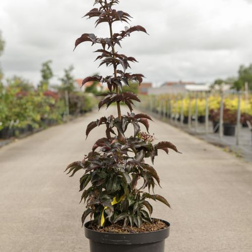 [P] Sambucus nigra BLACK TOWER (PBR) cont. 10L 80/+ cm +p