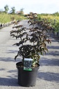 Sambucus nigra BLACK TOWER (PBR) Kont. 10L 80/+ cm +B