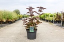Sambucus nigra BLACK TOWER (PBR) cont. 10L 80/+ cm +ф