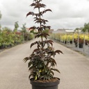 Sambucus nigra BLACK TOWER (PBR) cont. 10L 80/+ cm +B