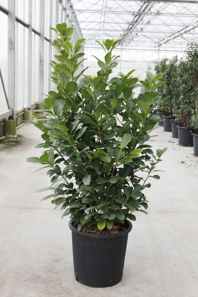 Prunus (L) laurocerasus ETNA (PBR) cont. 25L 125/+ cm +p