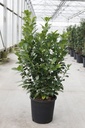 Prunus (L) laurocerasus ETNA (PBR) cont. 25L 125/+ cm +p