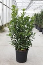 Prunus (L) laurocerasus ETNA (PBR) cont. 25L 125/+ cm +p