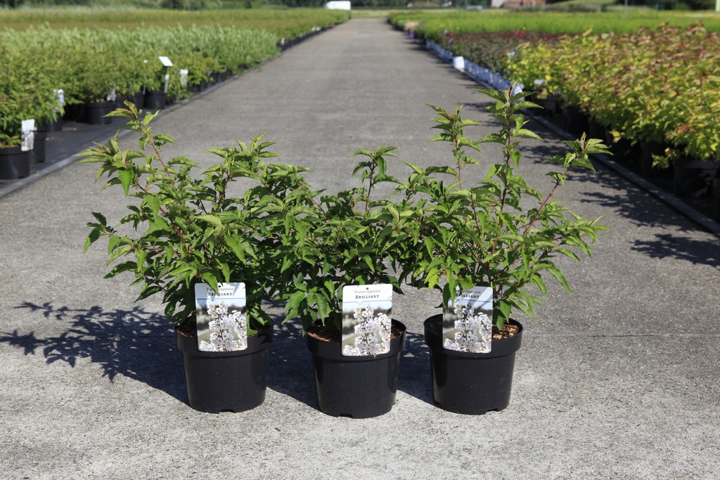 [P] Prunus nipponica 'Brilliant' cont. 3,6L 40/+ cm +ф