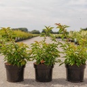 Prunus nipponica 'Brilliant' cont. 3,6L 40/+ cm +ф