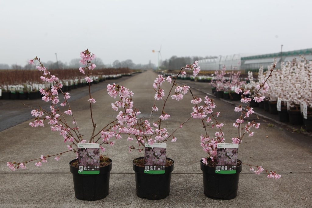 Prunus nipponica 'Ruby' cont. 3,6L 30-40 cm +B