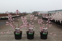 Prunus nipponica 'Ruby' cont. 3,6L 30-40 cm +B