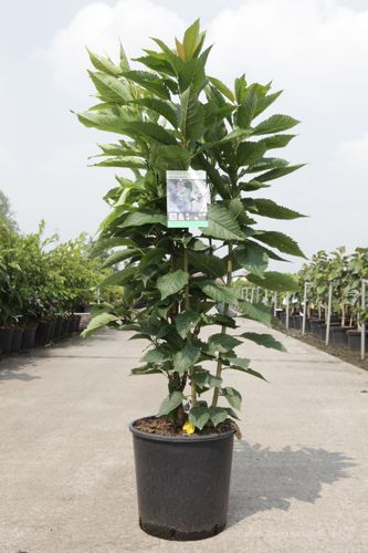 [P] Prunus serrulata 'Amanogawa' cont. 12L 100-125 cm +ф