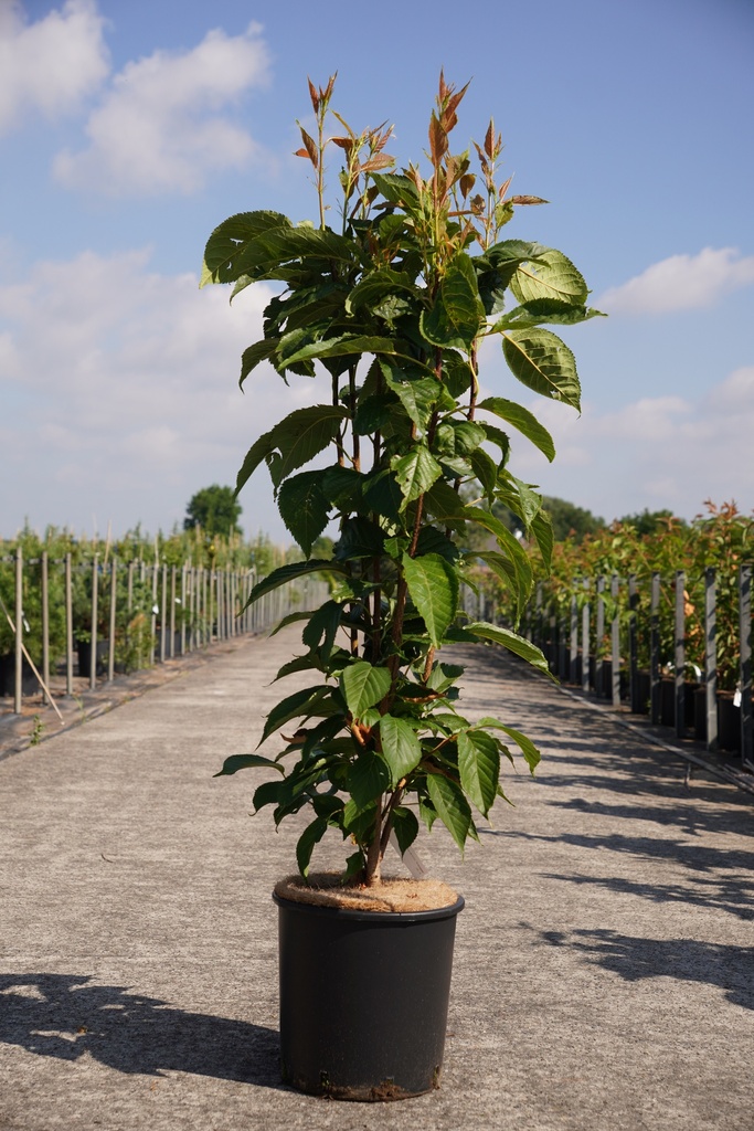 [P] Prunus serrulata 'Amanogawa' cont. 12L 100-125 cm +p