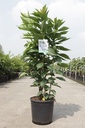 Prunus serrulata 'Amanogawa' cont. 12L 100-125 cm +ф