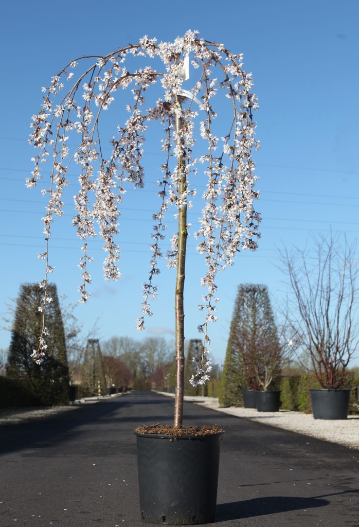 Prunus 'Snow Fountains' cont. 18L demi-tige +p