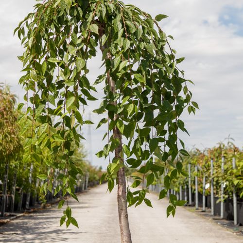 [P] Prunus 'Snow Fountains' cont. 18L half standard +p