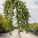 Prunus 'Snow Fountains' cont. 18L half standard +ф