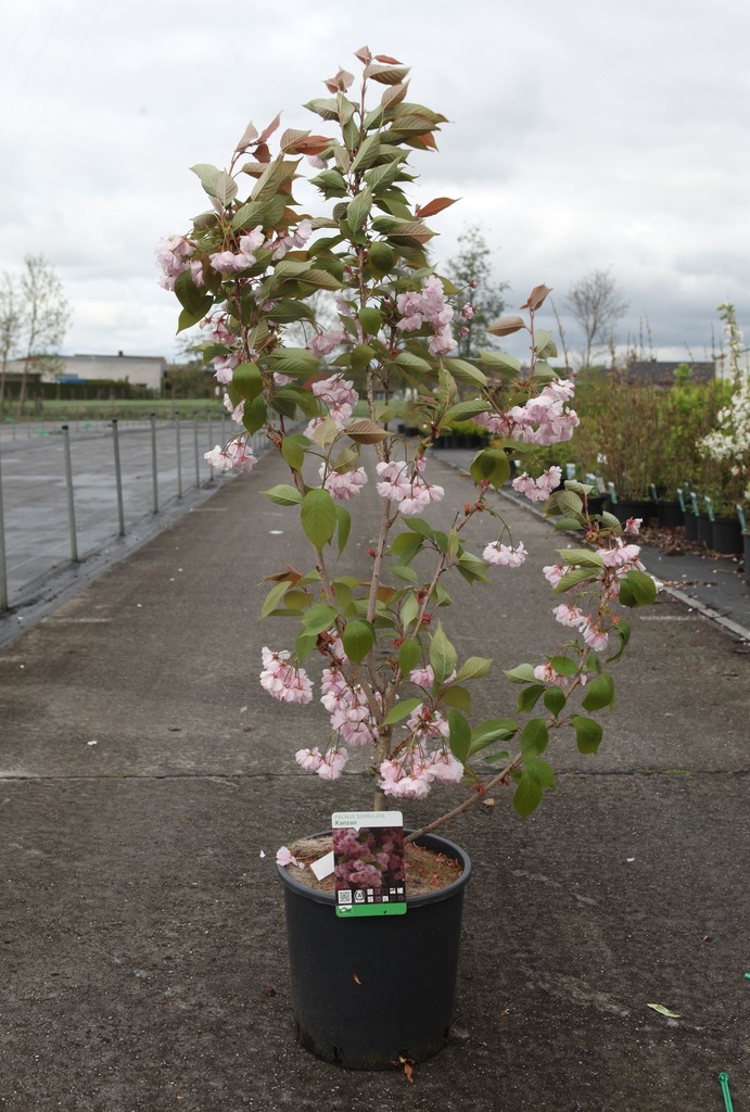 Prunus serrulata 'Kanzan' cont. 12L 100/+ cm +p