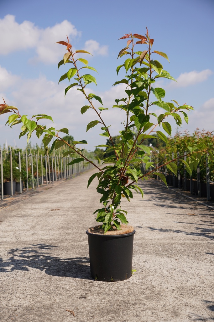 [P] Prunus serrulata 'Kanzan' cont. 12L 100/+ cm +p