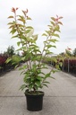 Prunus serrulata 'Kanzan' cont. 12L 100/+ cm +ф