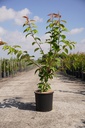 Prunus serrulata 'Kanzan' cont. 12L 100/+ cm +ф