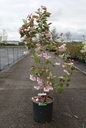 Prunus serrulata 'Kanzan' cont. 12L 100/+ cm +B