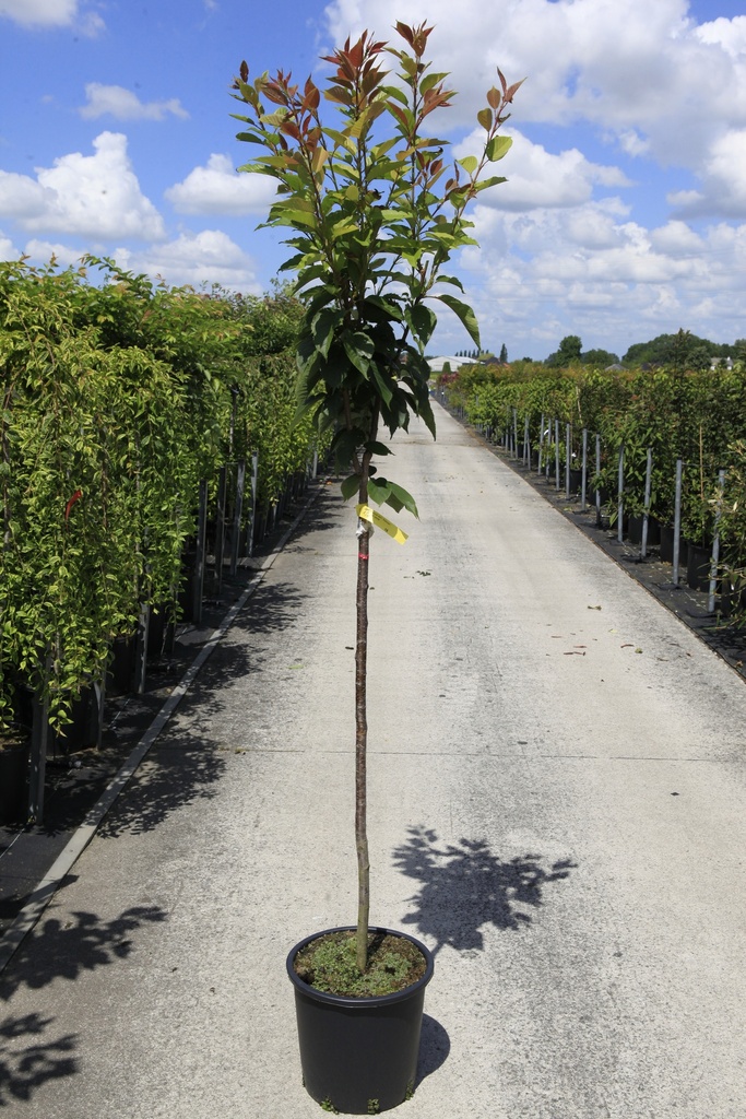 Prunus serrulata 'Kanzan' Kont. 18L Halbstamm +B