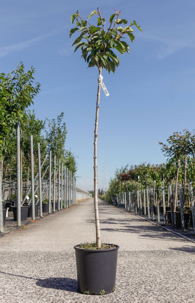 Prunus serrulata 'Kanzan' cont. 18L Halbstamm +B