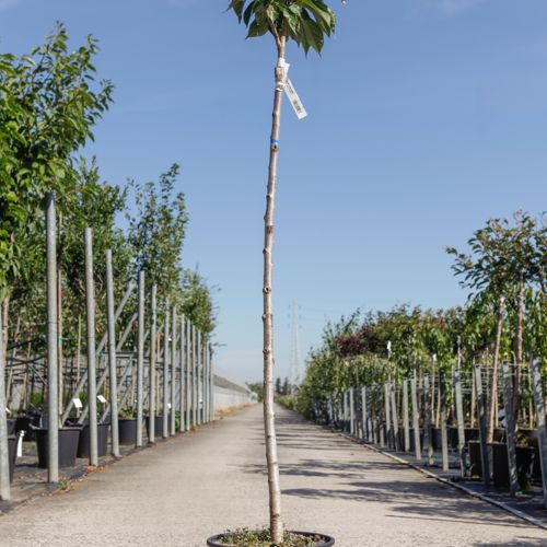 [P] Prunus serrulata 'Kanzan' cont. 18L demi-tige +p