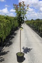 Prunus serrulata 'Kanzan' cont. 18L demi-tige +p