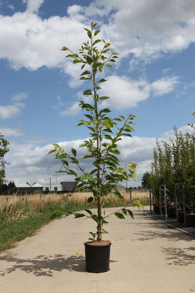 Prunus serrulata 'Shirotae' cont. 12L 175-200 cm feathered +ф