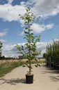 Prunus serrulata 'Shirotae' cont. 12L 175-200 cm baliveau +p
