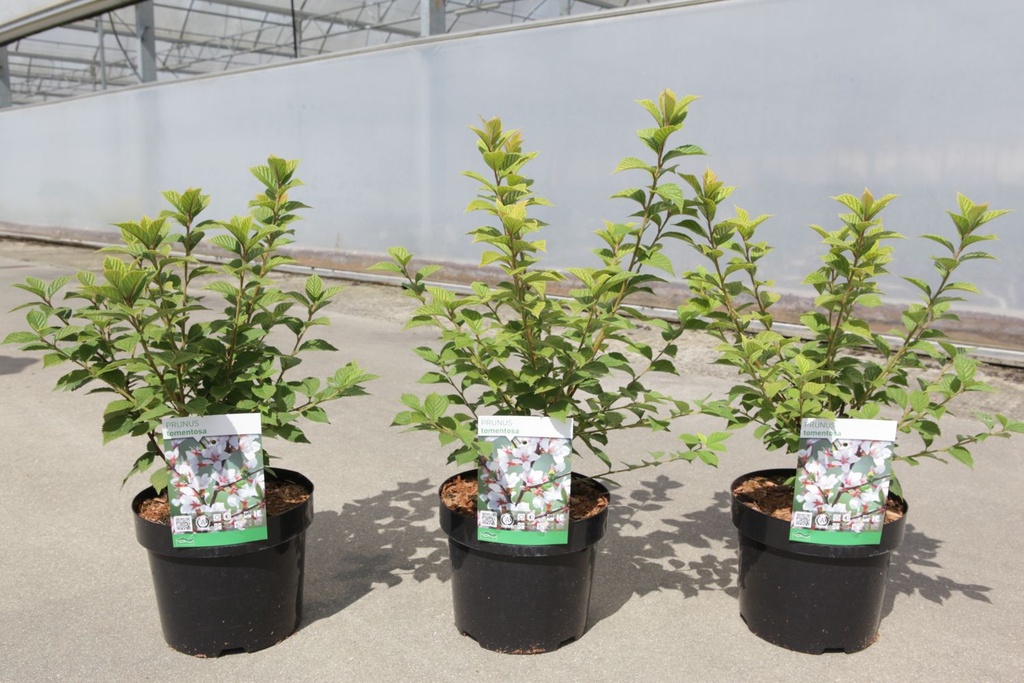 Prunus tomentosa cont. 3,6L 30-40 cm +p