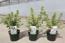 Prunus tomentosa cont. 3,6L 30-40 cm +p