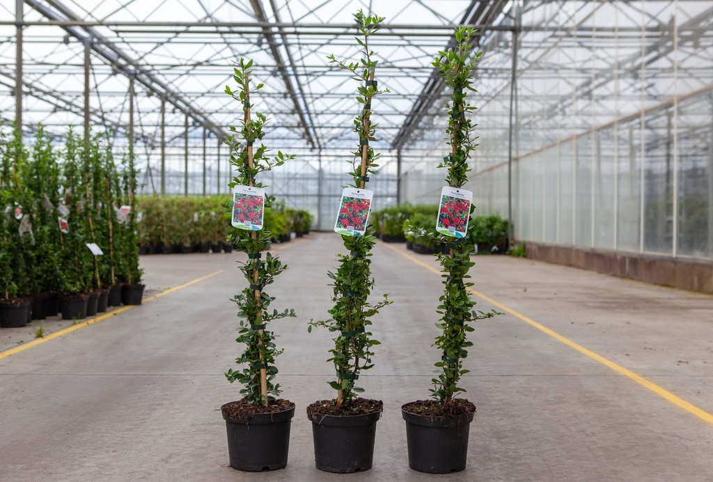[P] Pyracantha coccinea 'Red Column' cont. 2L 60-80 cm +B