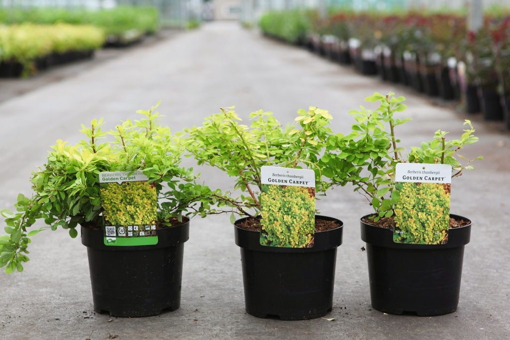 Berberis thunbergii 'Golden Carpet®' cont. 3,6L 30/+ cm +ф