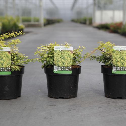 Berberis thunbergii 'Golden Carpet®' cont. 3,6L 30/+ cm +ф