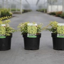 Berberis thunbergii 'Golden Carpet®' cont. 3,6L 30/+ cm +ф
