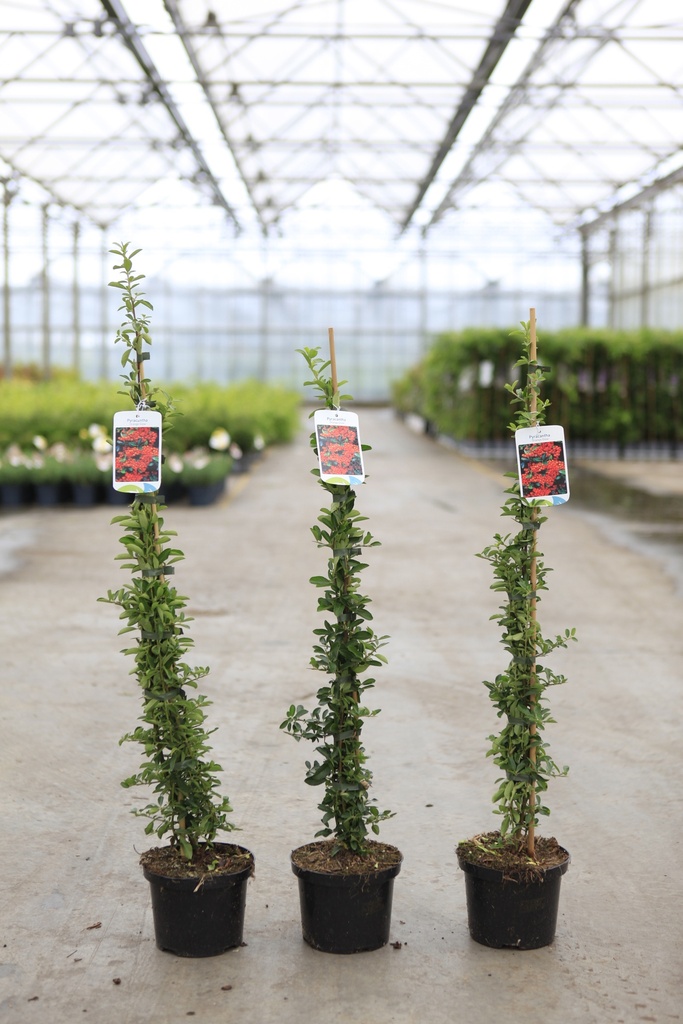 [P] Pyracantha 'Orange Glow' cont. 2L 60-80 cm +p