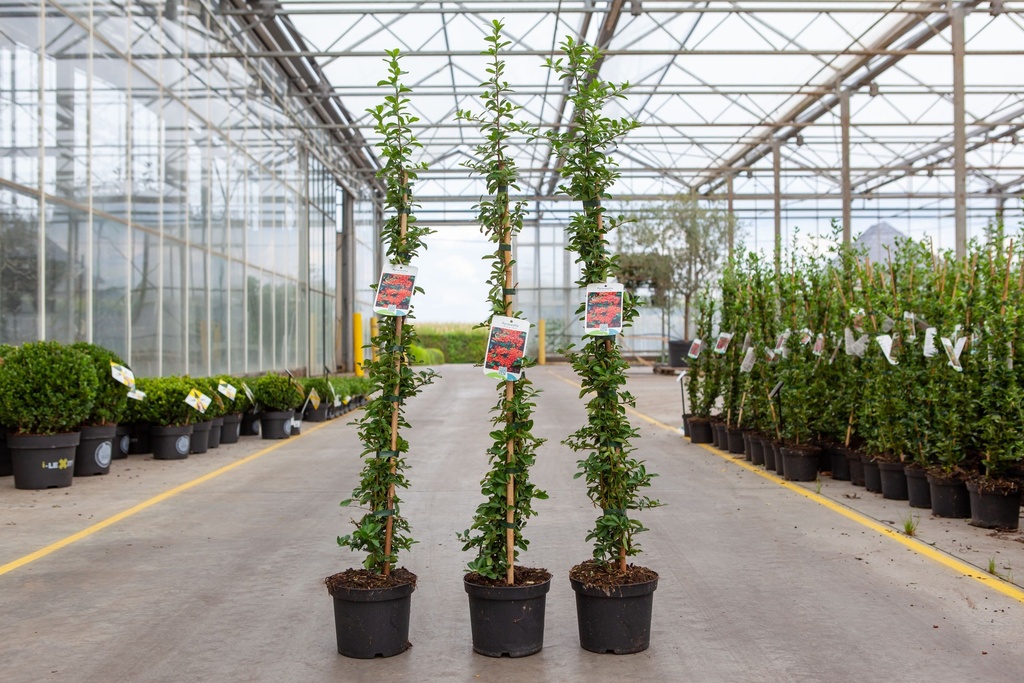 [P] Pyracantha 'Orange Glow' cont. 2L 60-80 cm +p