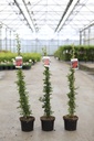 Pyracantha 'Orange Glow' cont. 2L 60-80 cm +p