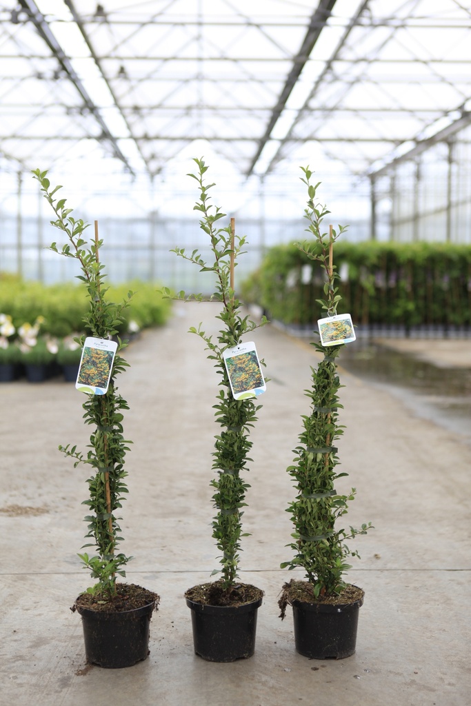[P] Pyracantha 'Soleil d'Or' cont. 2L 60-80 cm +ф
