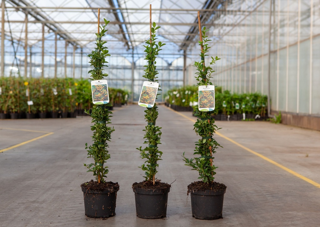 [P] Pyracantha 'Soleil d'Or' cont. 2L 60-80 cm +p