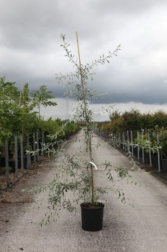 [P] Pyrus salicifolia 'Pendula' cont. 12L 150/+ cm feathered +p