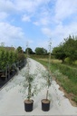 Pyrus salicifolia 'Pendula' cont. 12L 150/+ cm baliveau +p